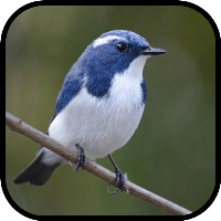 Beautiful Birds Wallpapers