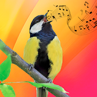 Best Bird Sounds, Calls & Ringtones