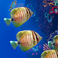 Ocean Aquarium