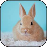 Cute rabbits wallpapers