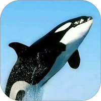 Paus Orca Wallpaper Yi
