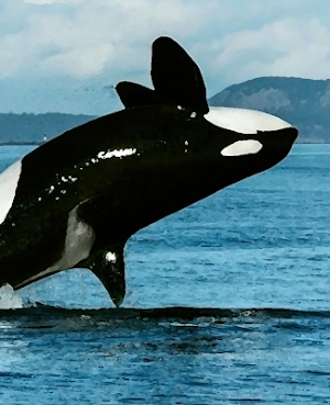 Killer Whale sounds ~ Sboard.pro Screenshot 0