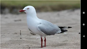 Gull Backgrounds Screenshot 1