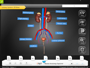 HumanAnatomy-UrinarySystem Screenshot 2