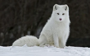 Arctic Fox Wallpaper HD Screenshot 2