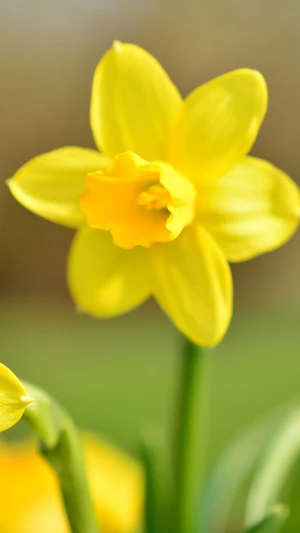 Narcissus Wallpaper Screenshot 1