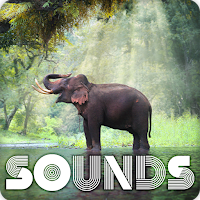 Elephant Sound Ringtones