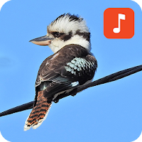 KooKaburra Bird Ringtones