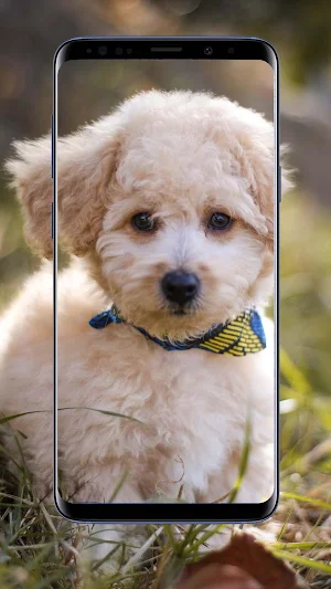 Poodle Dog Wallpapers Screenshot 2