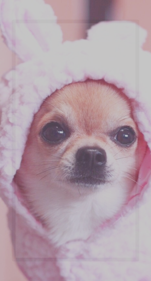 Chihuahua Wallpaper HD Screenshot 1
