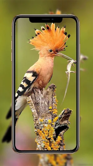 Birds Wallpaper 🕊️ 🦜🐦 Screenshot 3