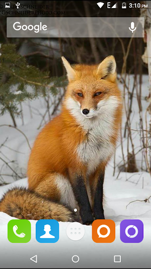 Cute Fox Wallpapers HD Screenshot 2