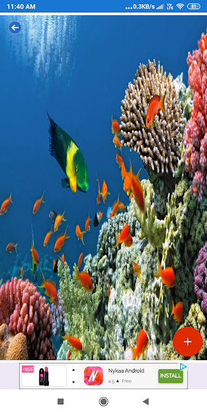 Coral Reef HD Wallpapers Screenshot 2