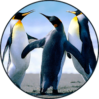 Penguin Sounds