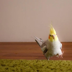 Cockatiel Wallpapers HD Screenshot 0