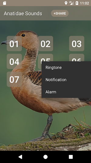 Anatidae Sound Screenshot 1