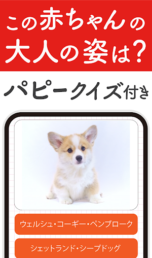 犬種クイズ！かわいい写真付き犬図鑑！犬の雑学・常識・知識教養 Screenshot 2