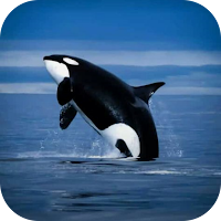 Orca Wallpapers