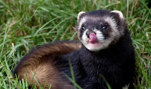 Ferret Wallpapers Screenshot 0