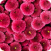Pink Photo Download