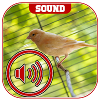 canary bird sound