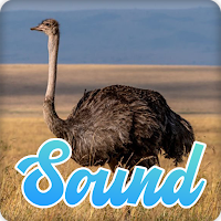 Ostrich Sounds Effect