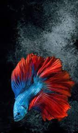 Betta Fish Wallpapers Screenshot 2