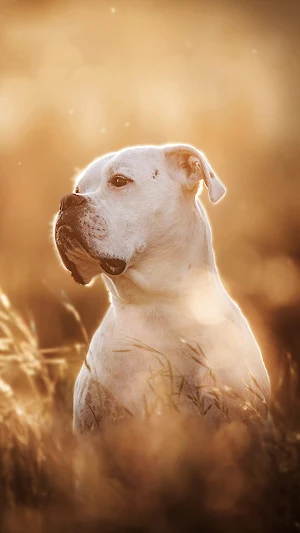Pitbull Dog Wallpaper 4K Screenshot 1