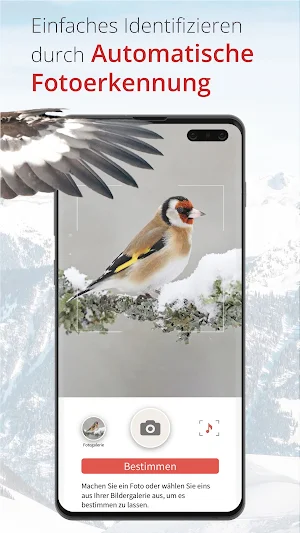 Vogelführer Birdlife Schweiz Screenshot 2