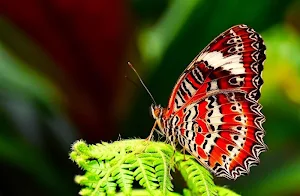 Insects wallpapers Screenshot 3