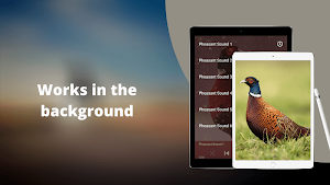 Pheasant Sounds Screenshot 2