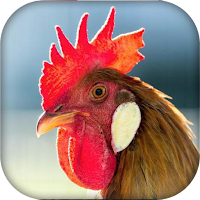 Real Animal sounds
