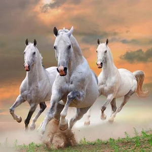 Beautiful horses Screenshot 0