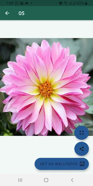 Imágenes de flores hermosas Screenshot 2