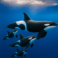 Orca Hunter: Killer Whale Game