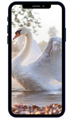 Swan Wallpapers Screenshot 2