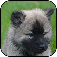 Puppy wallpapers