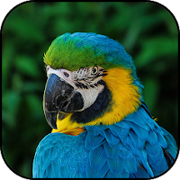 Parrots wallpapers