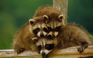 Raccoon Wallpapers Screenshot 2
