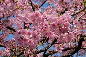 Sakura wallpapers Screenshot 2
