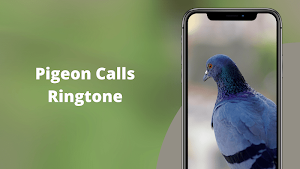 Pigeon Sounds - Pigeon Hunting Calls Screenshot 1