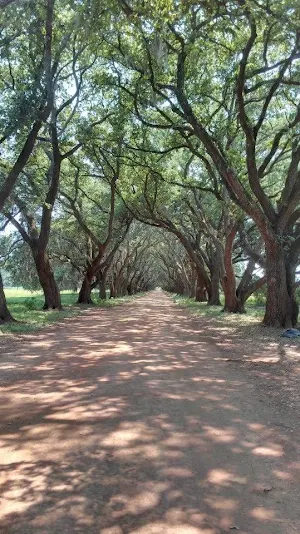 Mississippi Wallpaper HD Screenshot 1