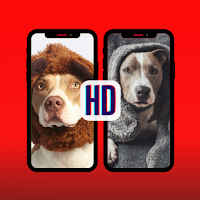 Pitbull Dog Wallpaper: Full HD