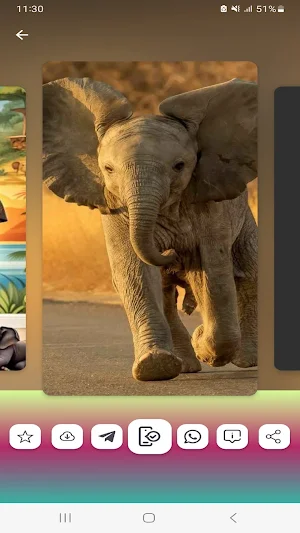 Elephant Wallpapers HD Screenshot 1