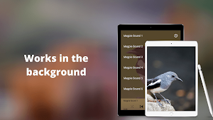 Magpie Sounds - Hunting calls Screenshot 2
