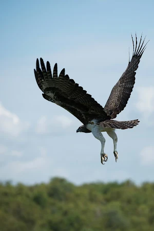 Eagles Wallpapers Screenshot 3