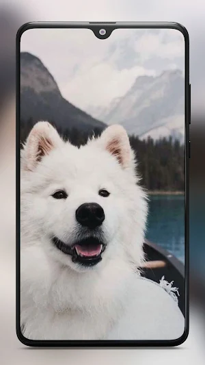 Cute Puppy Wallpaper HD Screenshot 2
