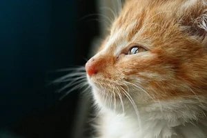 Kitten wallpapers Screenshot 3