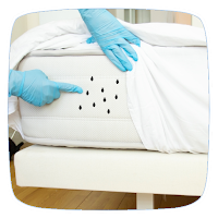 How to Get Rid of Bedbugs