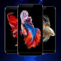Betta Fish Wallpapers